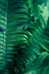   ferns leaves. green foliage natural floral fern background in sunlight
