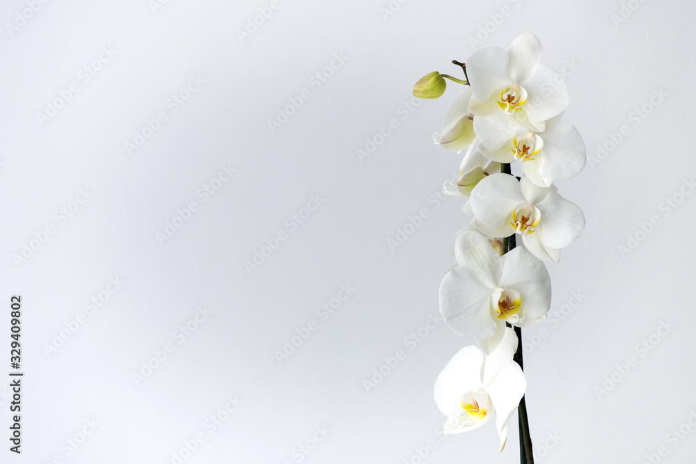 Macro photography of petals of a blooming white orchid  phalaenopsis isolated on white background. - obrazy, fototapety, plakaty 