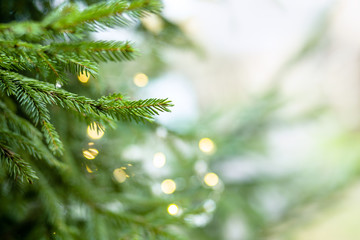 green spruce branches as a textured background. beautiful postcard from branch of spruce with lights