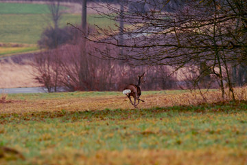 pretty deer with white back runs off in the forest