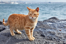 A Striped Ginger Cat Stands On Coastal Cliff.