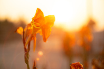 Wall Mural - Beautiful Canna Lily in the morning with sunlight flare.