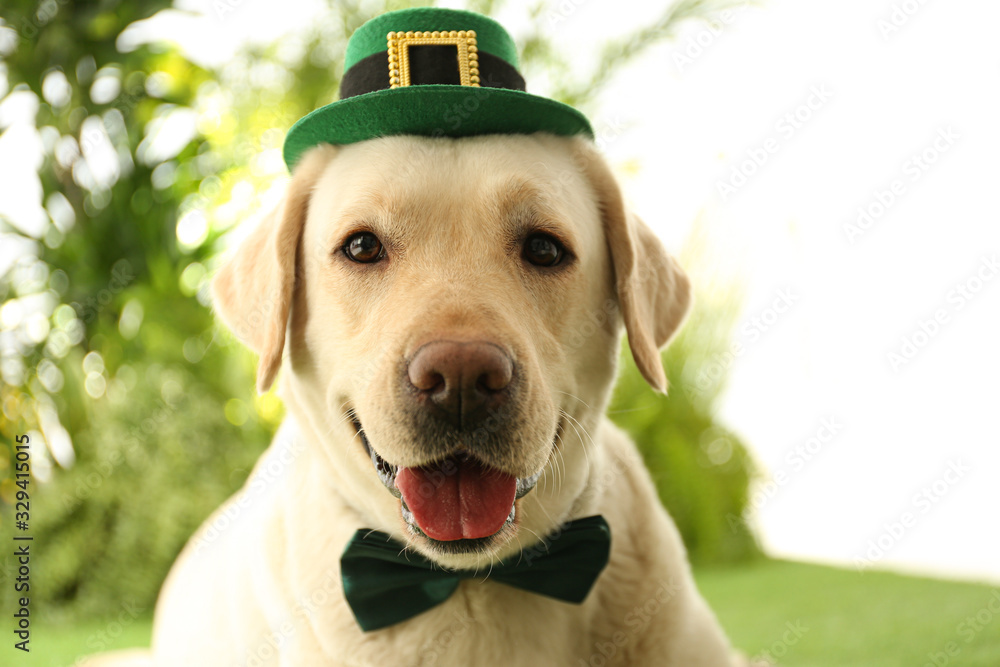 Labrador retriever with leprechaun hat and bow tie outdoors, closeup. St. Patrick's day - obrazy, fototapety, plakaty 