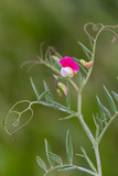 Fototapeta Tulipany - Macrophotographie de fleur sauvage - Gesse chiche - Lathyrus cicera