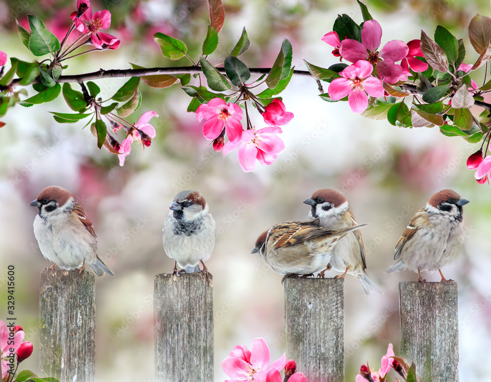 cute little birds sparrows sitting on wooden fence under blooming pink Apple tree branch in may garden on Sunny day - obrazy, fototapety, plakaty 