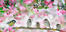 Cute Little Birds Sparrows And A Tit Sit On A Branch Of A Blooming Pink Apple Tree In The May Garden