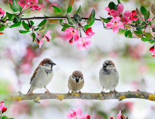 three cute little birds sparrows sit on an Apple tree branch with pink flowers and buds in a may Sunny garden