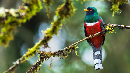 colorful bird on a branch