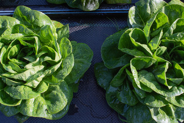 Space between two heads of lettuce in early morning sun, organic farming gardening, horizontal aspect