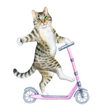 Funny, Playful Cat Rides A Pink Scooter Isolated On White Background. Watercolor. Illustration. Template.Hand Drawing, Hand Painting. Sticker. Close-up.Clip Art.