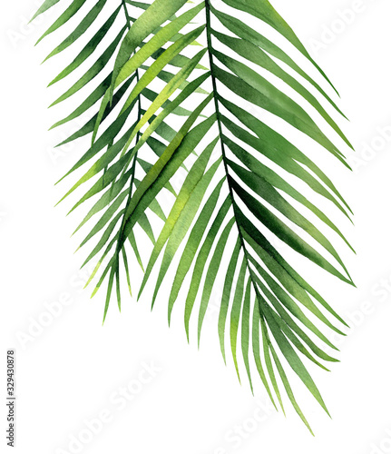 Obraz liście  tropikalne-galazki-palmowe-roslina-szczegolowo-dla-karty-pocztowki-zaproszenia-pozdrowienia-wzoru-akwarela