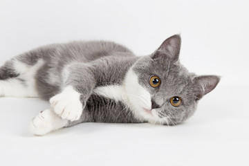 Funny gray kitten with white paws socks, isolate on a white background. The pet is watching and playing. Commercial sale, copy space.