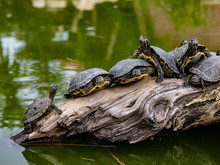 Many Turtles Sun Themselves On A Log In A Pond