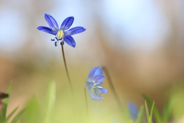 Wall Mural - scilla bifolia soft photo