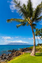 Beautiful Palm Tree And Lawn Near Coastline In Wailea On Maui, Hawaii