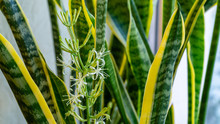 Striped leaves and flower of Sansevieria trifasciata 'Laurentii'. Variegated tropical green leaves with golden edge of snake plant or mother-in-law's tongue. Close-up blooming sansevieria trifasciata
