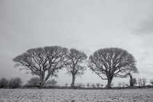 Infrared Trees Woodland Shot During Winter 