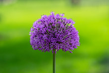 Allium Hollandicum Flowering Springtime Plant, Group Of Purple Persian Ornamental Onion Flowers In Bloom