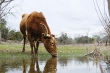 Texas Longhorn Cow Drinking Water From Pond In Rural Landscape.
