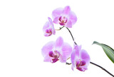 Fototapeta Storczyk - Beautiful pink orchid ornament isolated on white background