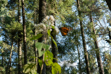 Monarch Butterfly In Their Sanctuary In Mexico