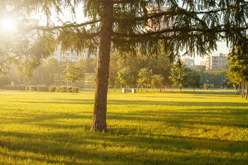 Morning sun in a green summer park.