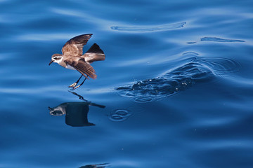 White-faced storm-petrels bouncing over New Zealand waters