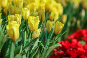 Wall Mural - Beautiful tulip flowers with blured background in the garden. Yellow tulip flowers. Selective focus.