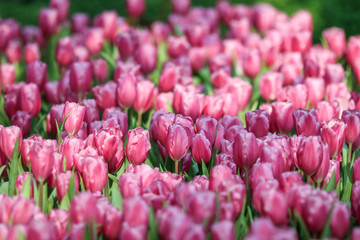 Wall Mural - Beautiful tulip flowers with blured background in the garden. Pink tulip flowers.