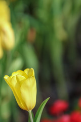 Wall Mural - Beautiful tulip flowers with blured background in the garden. Yellow tulip flowers. Selective focus.