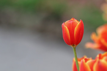 Wall Mural - Beautiful tulip flowers with blured background in the garden. Orange tulip flowers. Selective focus.