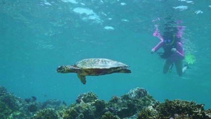 Wall Mural - swimming with hawksbill sea turtle (eretmochelys imbricata), underwater 4k shot
