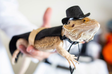 Cute bearded dragon reptile wearing a suit and hat