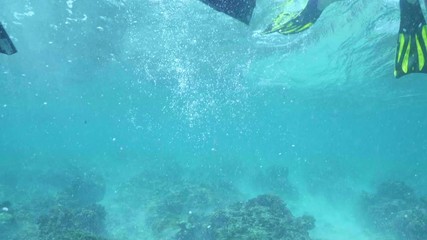 Wall Mural - swimming with hawksbill sea turtle (eretmochelys imbricata), underwater 4k shot