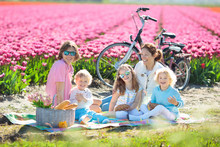 Family Picnic At Tulip Flower Field, Holland