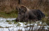 Fototapeta  - Moose in Jasper Canada 