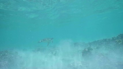 Wall Mural - swimming with hawksbill sea turtle (eretmochelys imbricata), underwater 4k shot