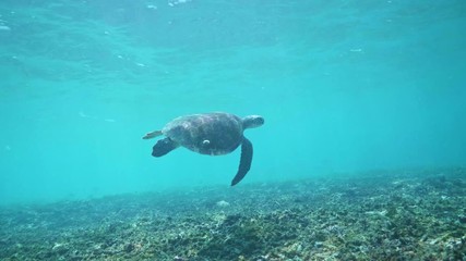 Wall Mural - swimming with hawksbill sea turtle (eretmochelys imbricata), underwater 4k shot