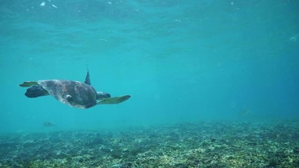 Wall Mural - swimming with hawksbill sea turtle (eretmochelys imbricata), underwater 4k shot
