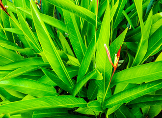 Wall Mural - Red and yellow heliconia bud flower, on green leaves background. Yellow spots are sunlight falls on the leaves. The photo has saturated colors.