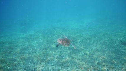 Wall Mural - swimming with hawksbill sea turtle (eretmochelys imbricata), underwater 4k shot