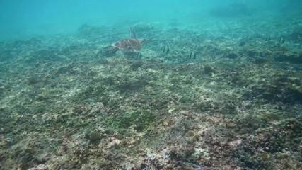 Wall Mural - swimming with hawksbill sea turtle (eretmochelys imbricata), underwater 4k shot