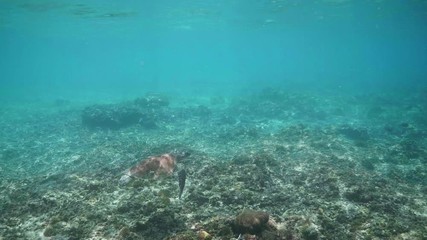 Wall Mural - swimming with hawksbill sea turtle (eretmochelys imbricata), underwater 4k shot