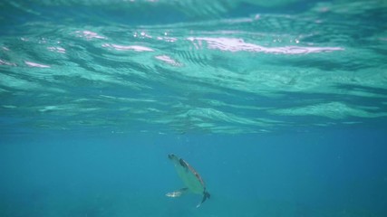 Wall Mural - hawksbill sea turtle (eretmochelys imbricata) taking ari from blue tropical water surface, underwate
