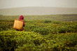 Tea Harvester Africa