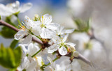 Fototapeta Lawenda - White flowers on a fruit tree on nature