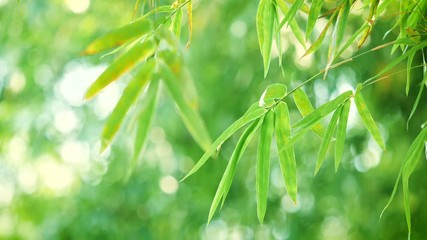 Wall Mural - close up bamboo leaf in the sunlight morning , nature fresh green background for zen meditation conc