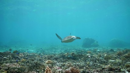 Wall Mural - swimming with hawksbill sea turtle (eretmochelys imbricata), underwater 4k shot