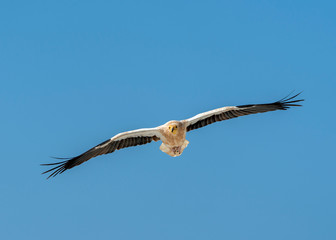  Egyptian Vulture in Socotra Island, Yemenese Unesco World Heritage Site in Indian Ocean