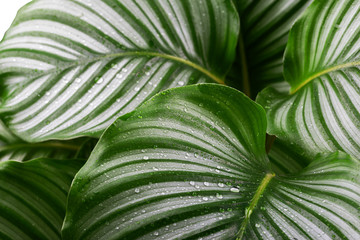 Calathea Orbifolia close up